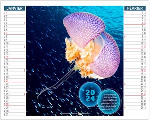 Calendrier publicitaire 2024 - 2 en 1 l'année des méduses - 330 x 470 mm 1