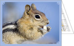 Calendrier publicitaire de poches, Nos animaux Préférés 1