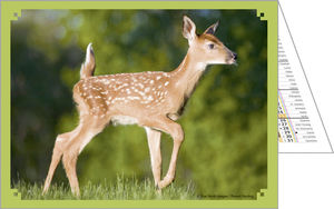 Calendrier publicitaire de poches, Nos animaux Préférés 2