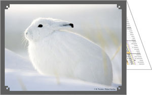 Calendrier publicitaire de poches, Nos animaux Préférés 3