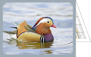 Calendrier publicitaire de poches, Nos animaux Préférés