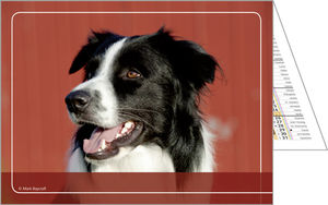 Calendriers publicitaires poches animaux, Nos amis