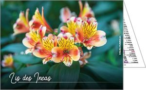 Calendriers de poches publicitaires fleurs, Floralis 2