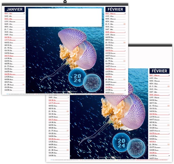 Calendrier illustré 2024 - éco l'année des méduses - 480 x 350 mm