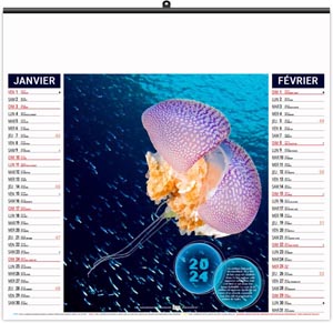 Calendrier illustré 2024 - éco l'année des méduses - 480 x 350 mm 1