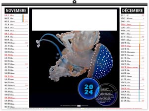 Calendrier illustré 2024 - éco l'année des méduses - 480 x 350 mm 12