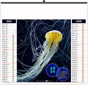 Calendrier illustré 2024 - éco l'année des méduses - 480 x 350 mm 3