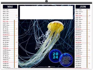Calendrier illustré 2024 - éco l'année des méduses - 480 x 350 mm 9