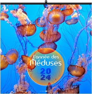 Calendrier illustré 2024 - l'année des méduses - 330 x 330 mm 1