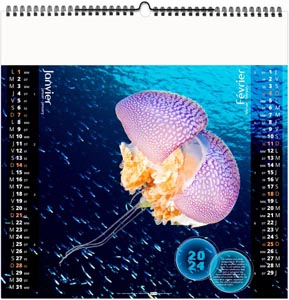 Calendrier illustré 2024 - l'année des méduses - 330 x 330 mm 4