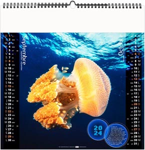 Calendrier illustré 2024 - l'année des méduses - 330 x 330 mm 8