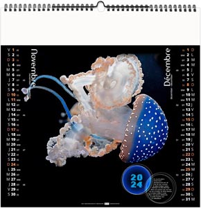 Calendrier illustré 2024 - l'année des méduses - 330 x 330 mm 9