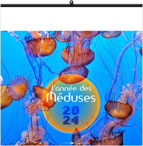 Calendrier illustré 2024 - l'année des méduses - 480 x 480 mm 3
