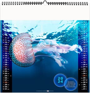 Calendrier illustré 2024 - l'année des méduses - 480 x 480 mm 7