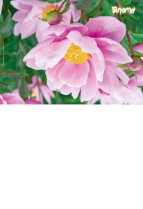 Calendriers de poches publicitaires fleurs, Floralis 3