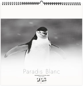 Calendrier entreprise paradis blanc 2025 2