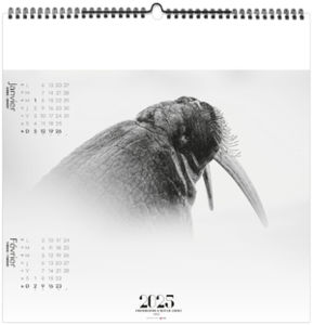 Calendrier entreprise paradis blanc 2025 4