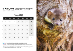 Calendrier publicitaire chevalet Animaux Paysage 10