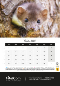 Calendrier publicitaire chevalet Animaux Portrait 10
