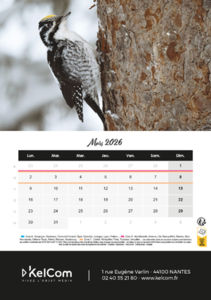 Calendrier publicitaire chevalet Animaux Portrait 3