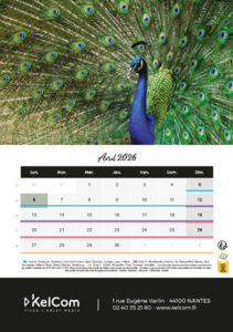 Calendrier publicitaire chevalet Animaux Portrait 4