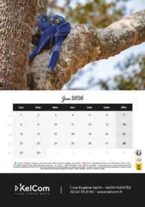 Calendrier publicitaire chevalet Animaux Portrait 6