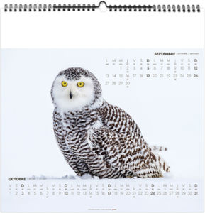 Calendrier illustré personnalisé Polaire 2027 6